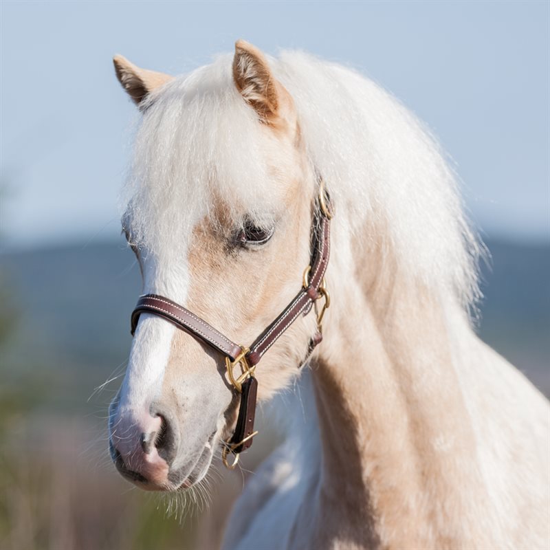 Product Image for Föl/Shetlandsgrimma  Fernville Fairfield®