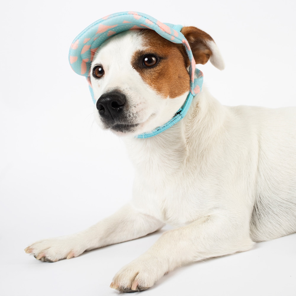 Keps Hund Trucker traxx®