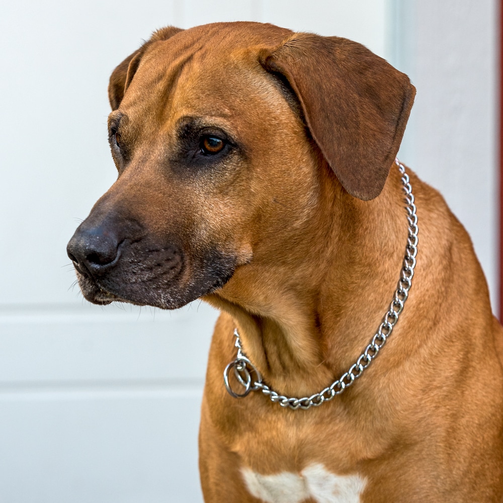 Halsband Strypkedja SAFE Trixie