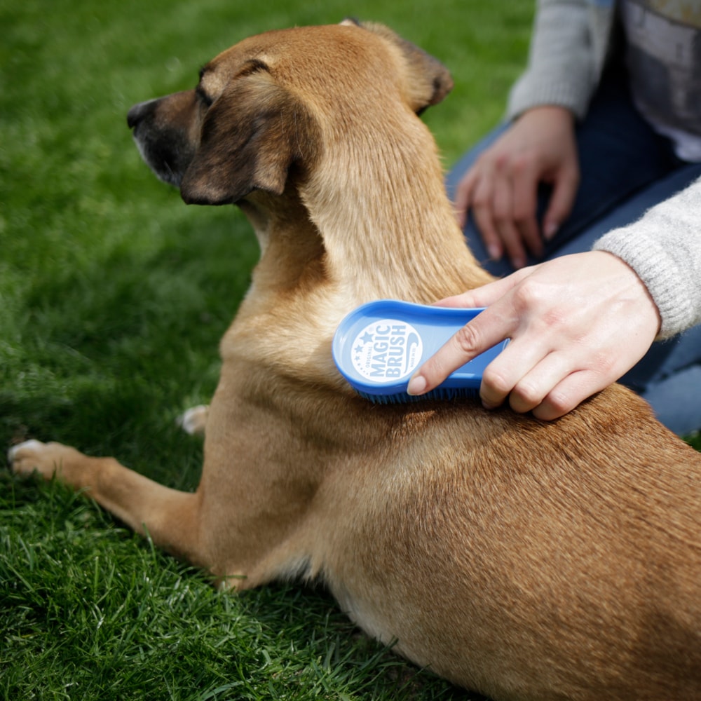 Piggborste Hund  Magic Brush