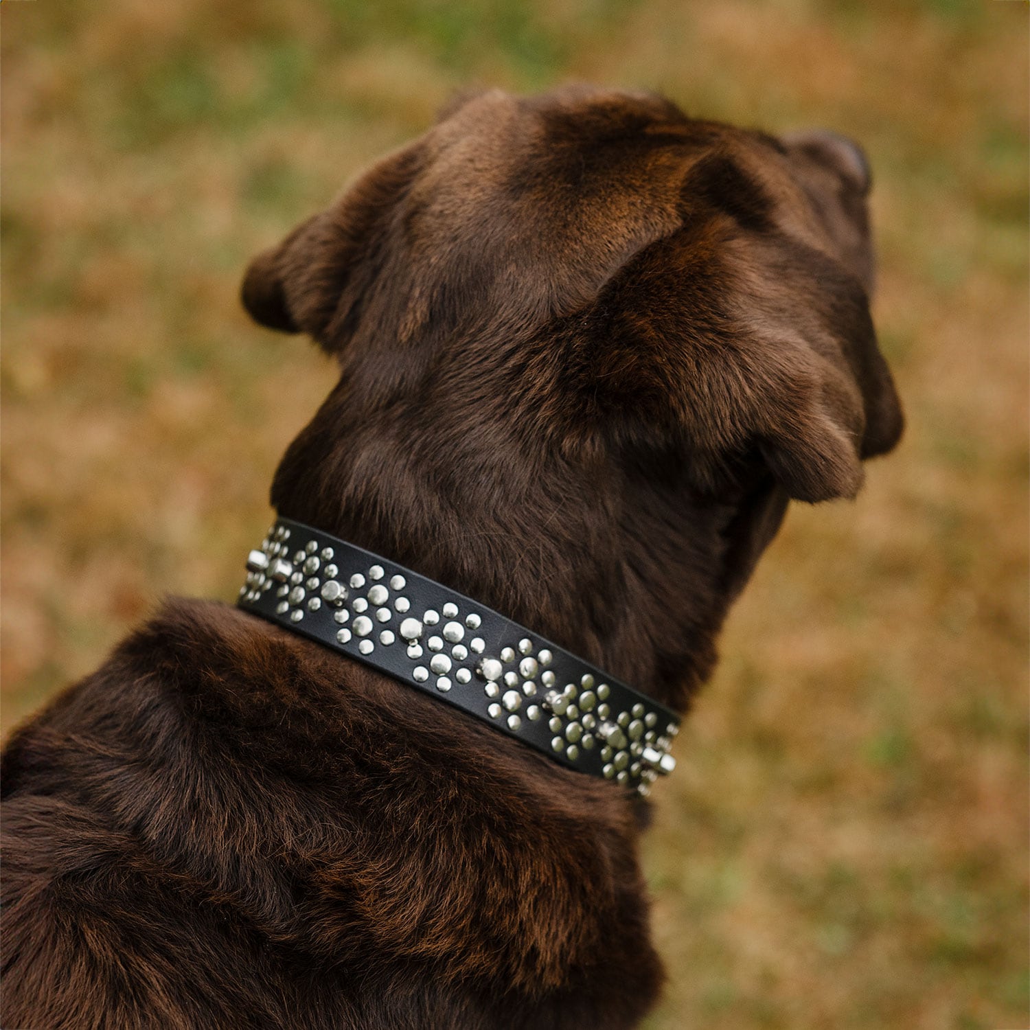Halsband Hund Niksa traxx®