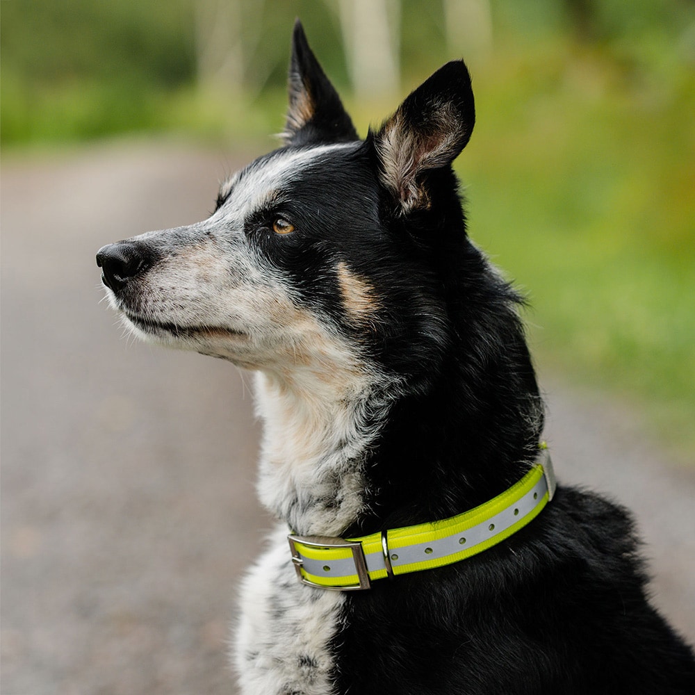 Halsband Hund Rexa traxx®