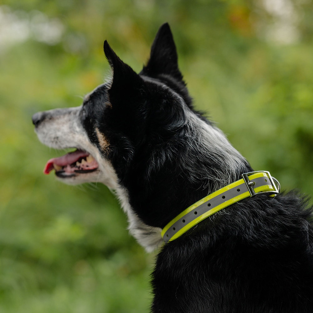 Halsband Hund Rexa traxx®