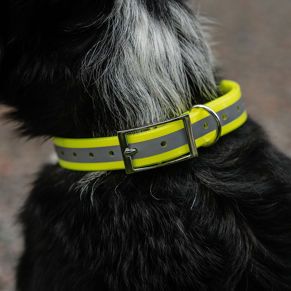 Halsband Hund Rexa traxx®