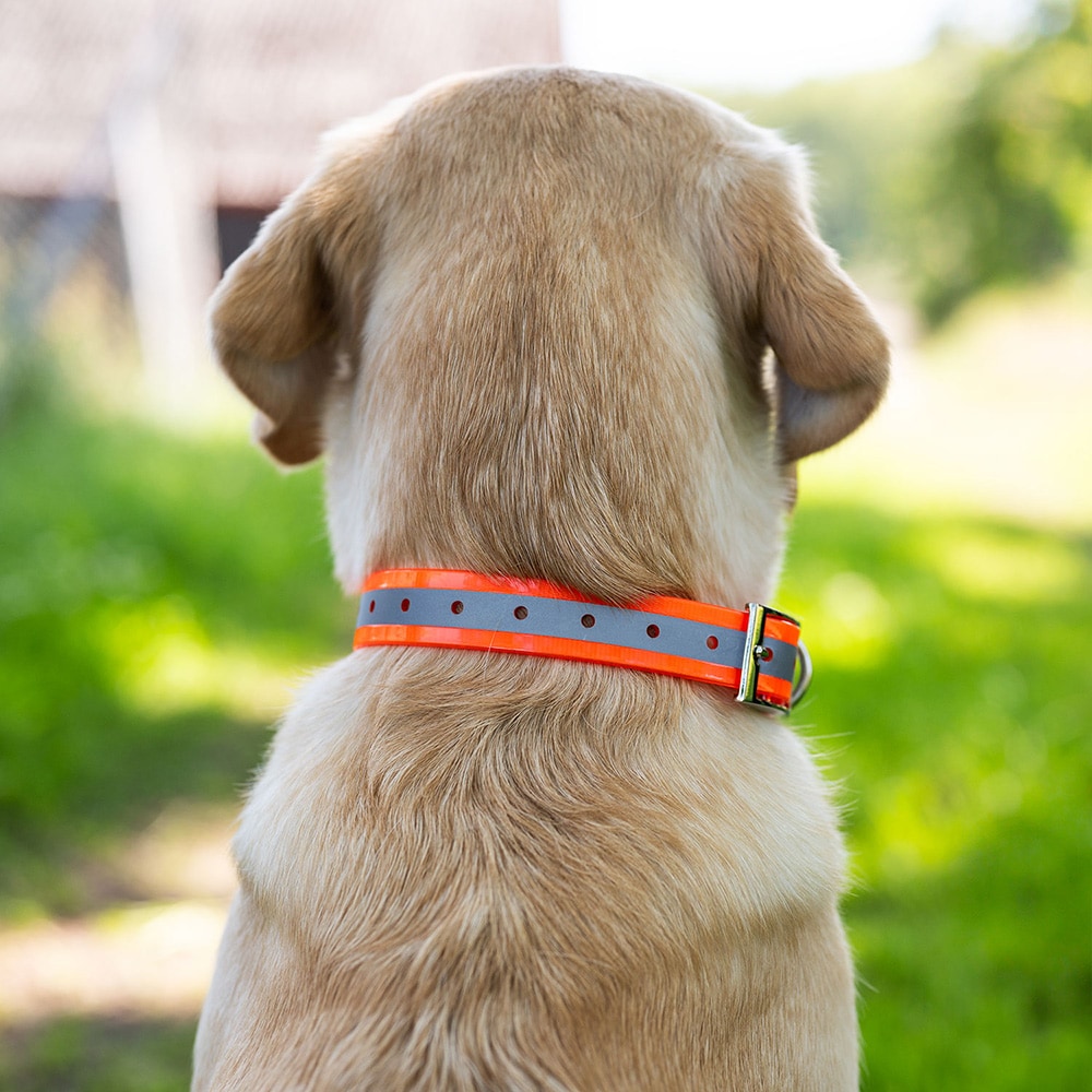 Halsband Hund Rexa traxx®