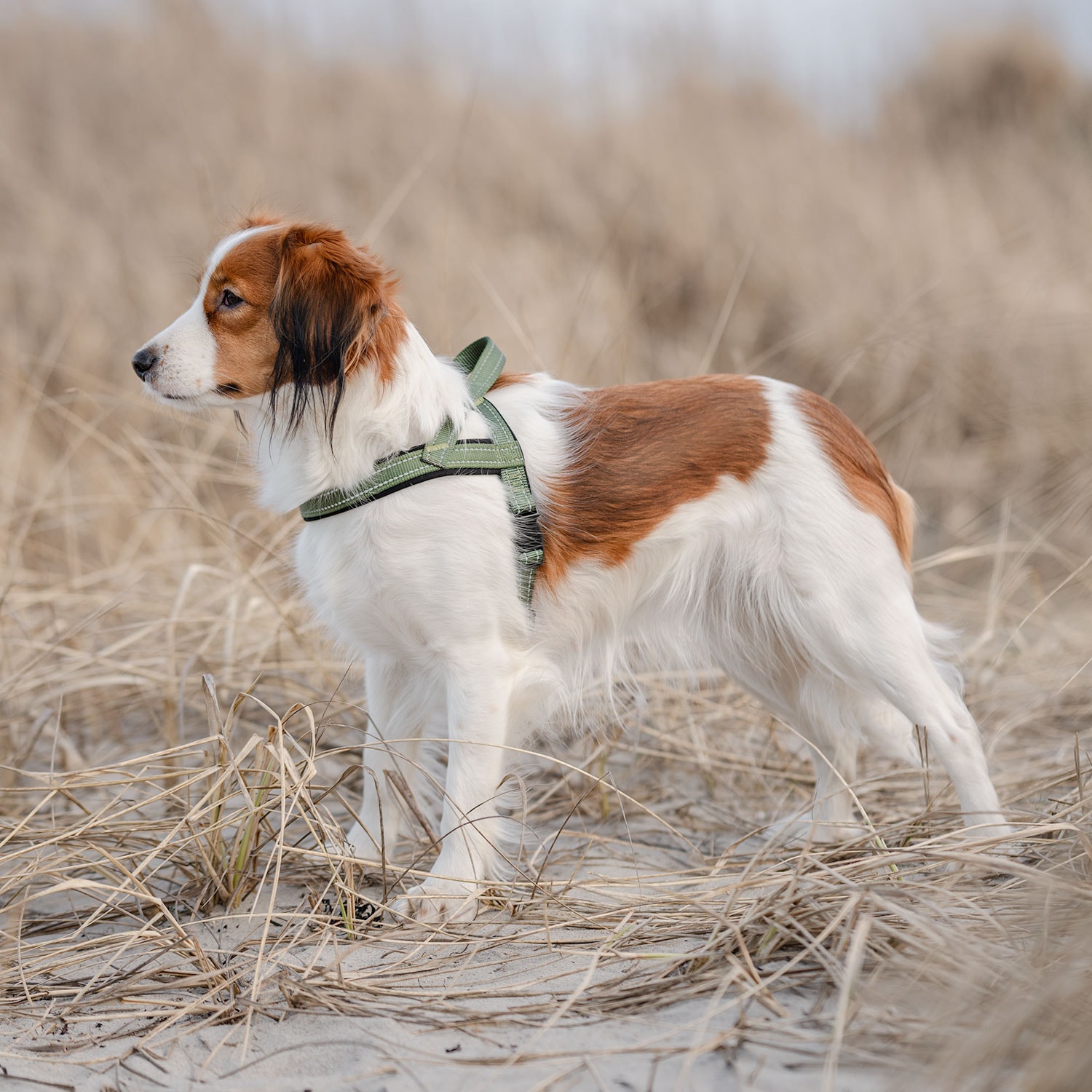 Hundsele Base 2.0 traxx®