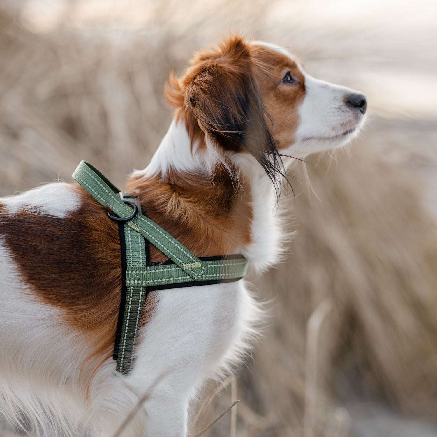 Hundsele Base 2.0 traxx®