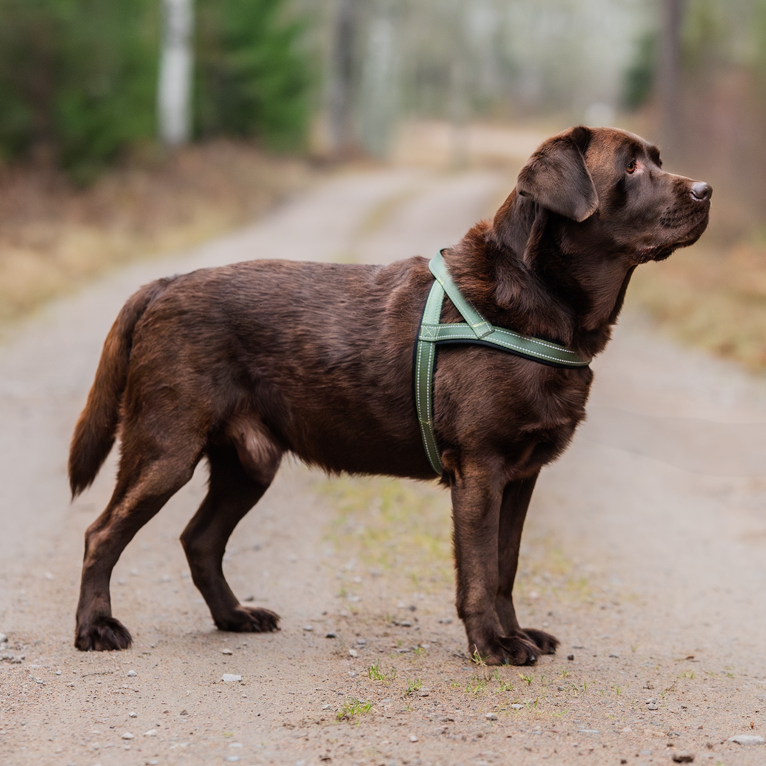 Hundsele Base 2.0 traxx®