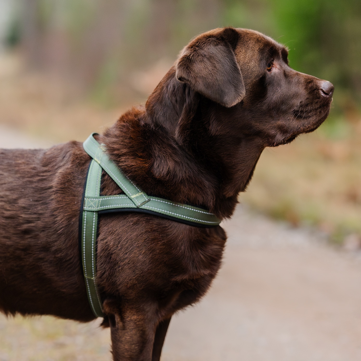 Hundsele Base 2.0 traxx®