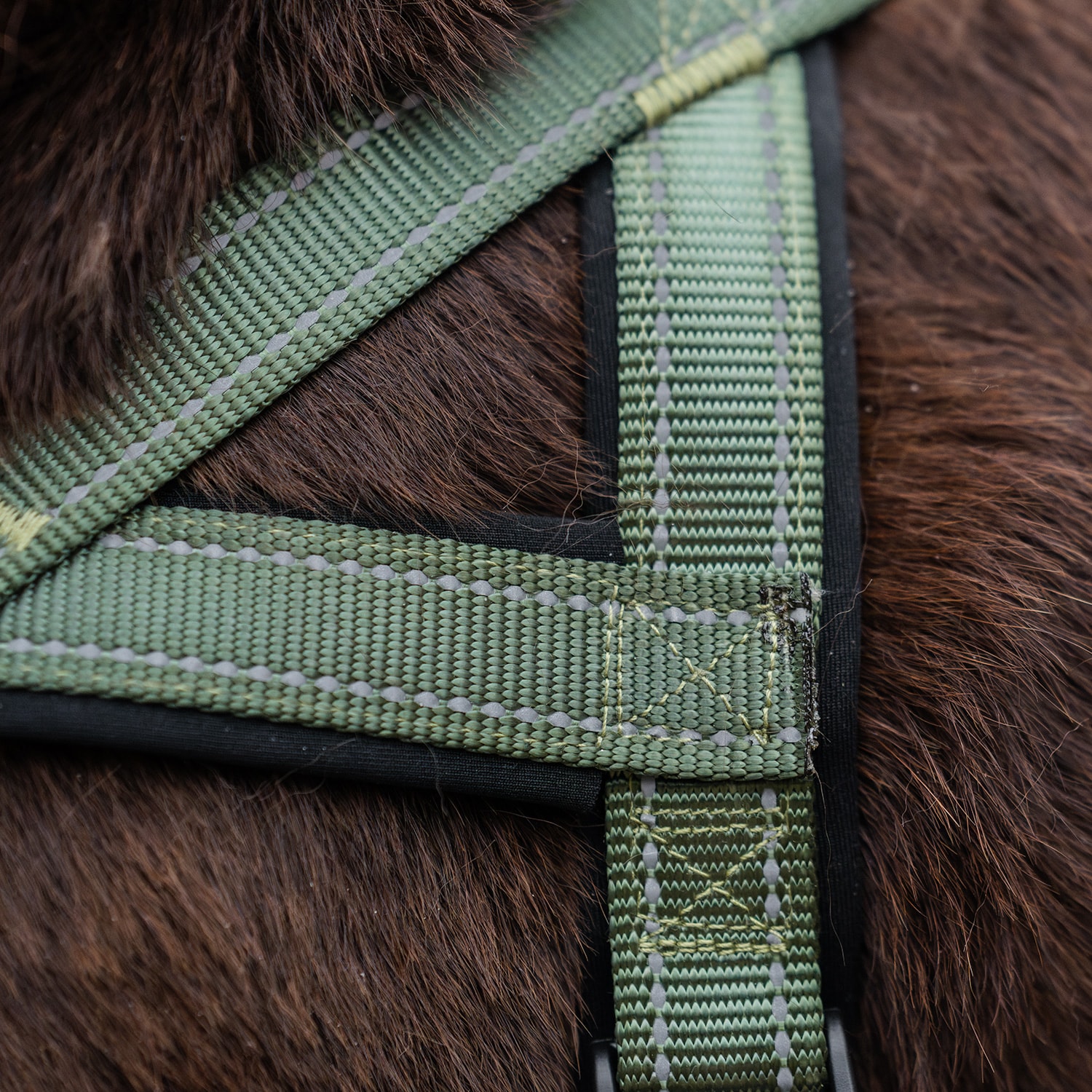 Hundsele Base 2.0 traxx®