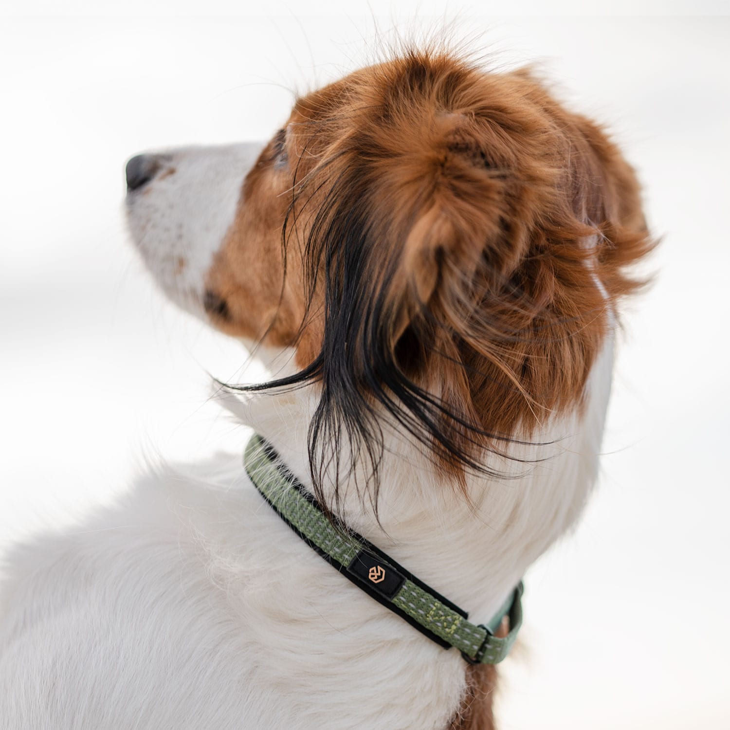 Halsband Hund Base 2.0 traxx®