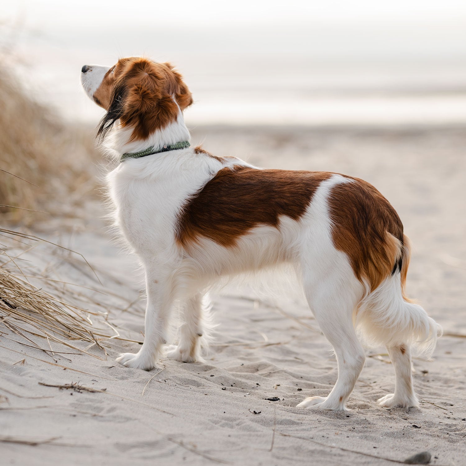 Halsband Hund Base 2.0 traxx®