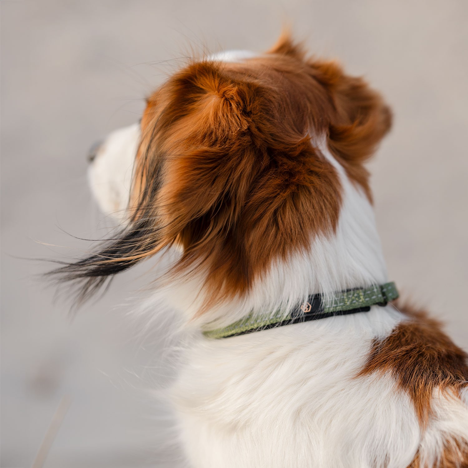 Halsband Hund Base 2.0 traxx®