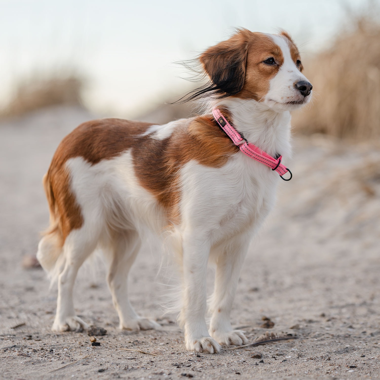 Halsband Hund Base 2.0 traxx®