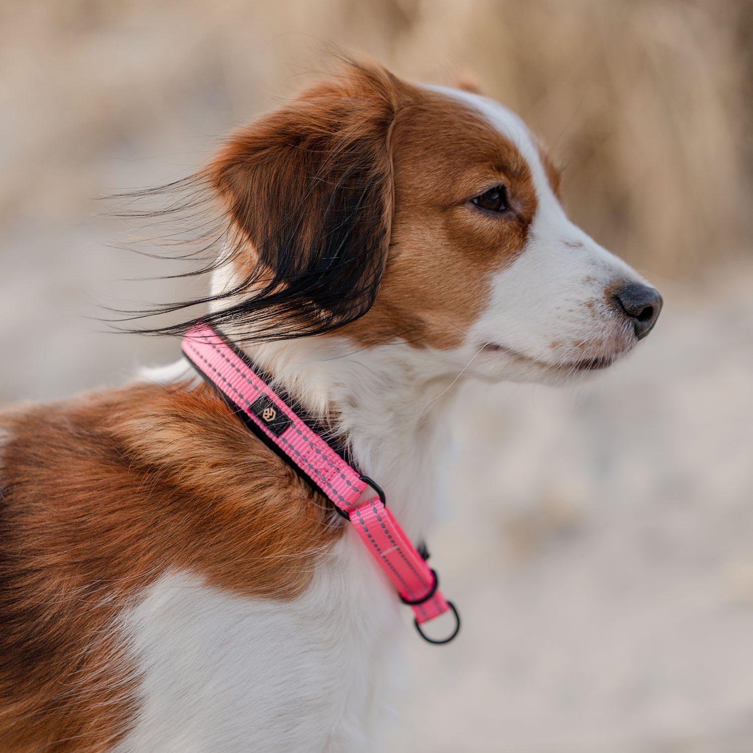 Halsband Hund Base 2.0 traxx®
