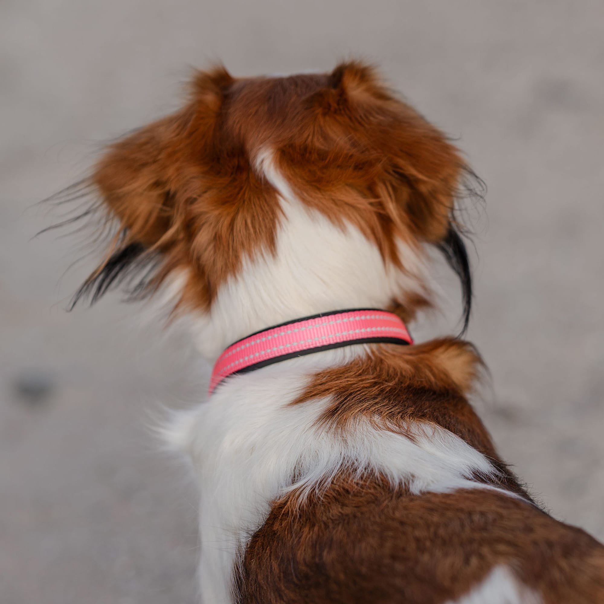 Halsband Hund Base 2.0 traxx®