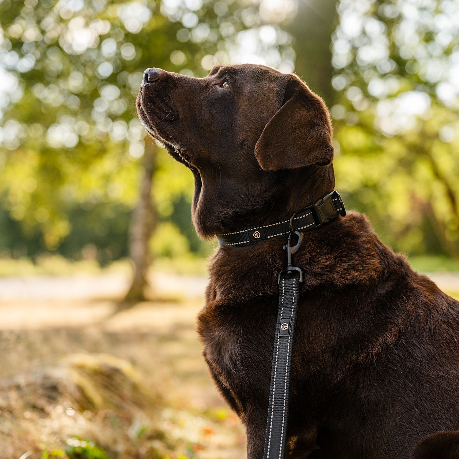 Halsband och koppel Hund Traxx Base Multi 2.0 Halsband traxx®