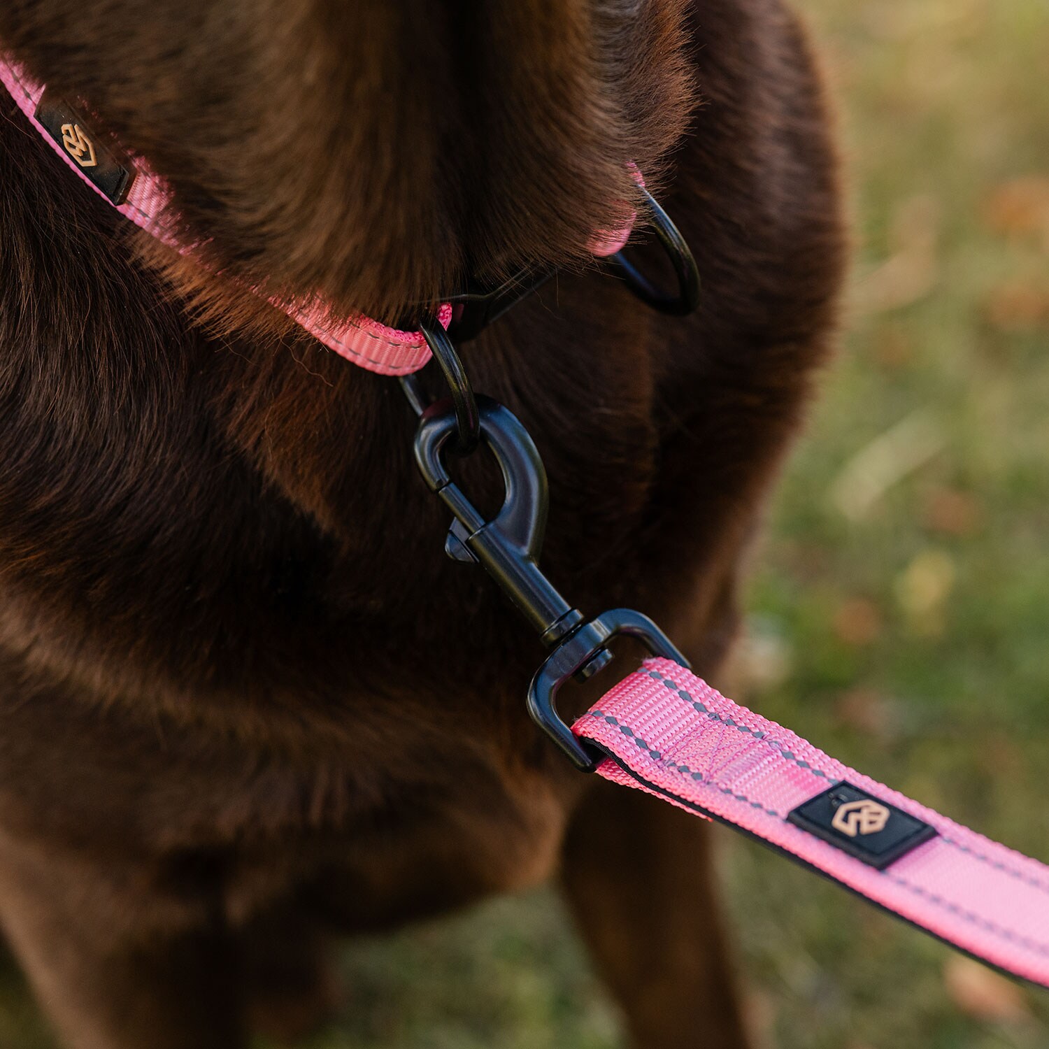 Halsband och koppel  Traxx Base Multi 2.0 Koppel traxx®