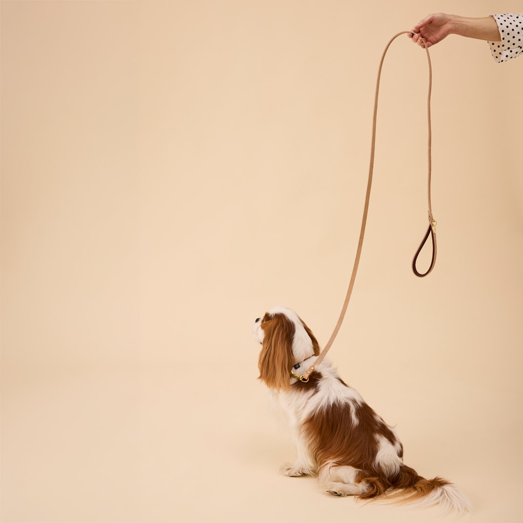 Koppel Hund Leoni Alac