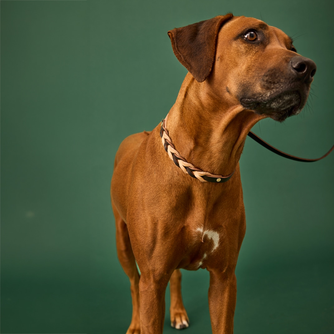 Halsband och koppel Hund Felipe Retriever Alac