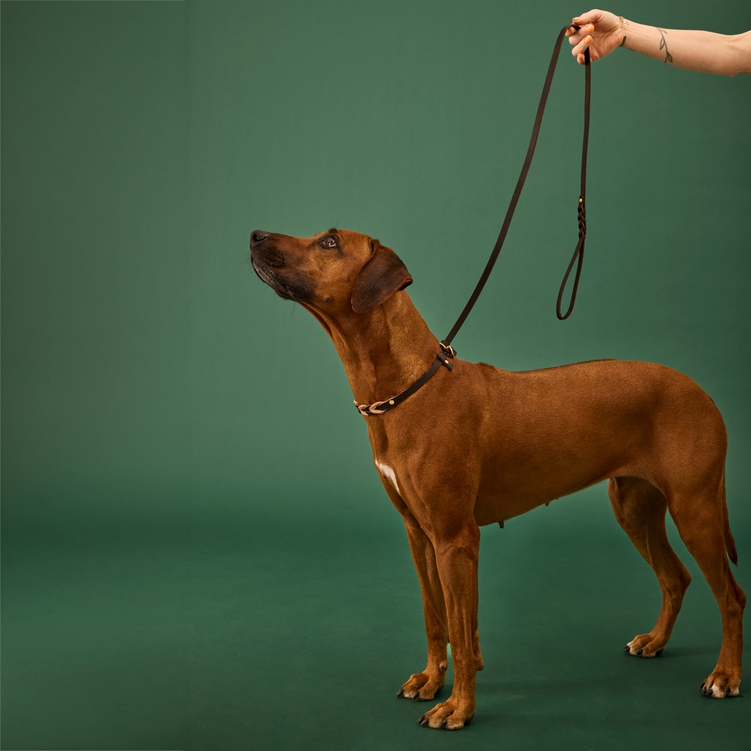 Halsband och koppel Hund Felipe Retriever Alac