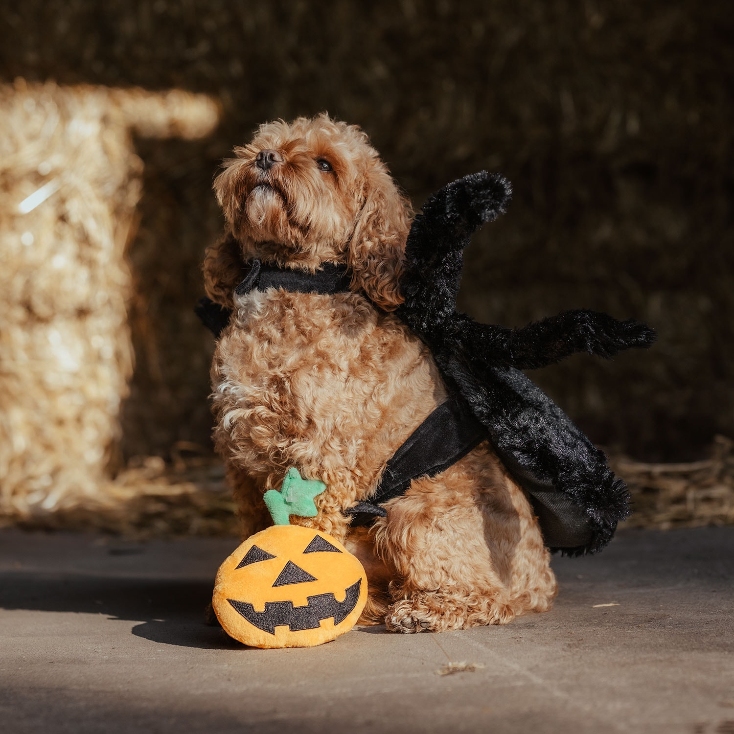 Hundleksak  Halloween Pumpkin traxx®