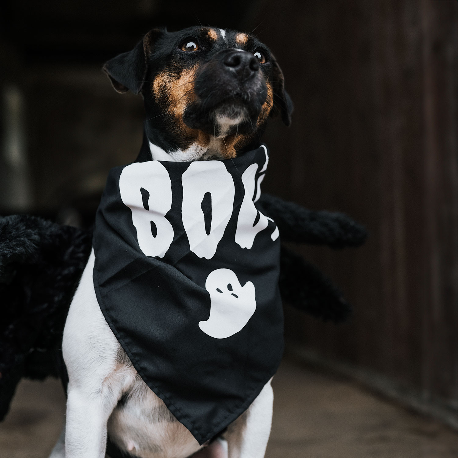 Scarf Hund Halloween traxx®