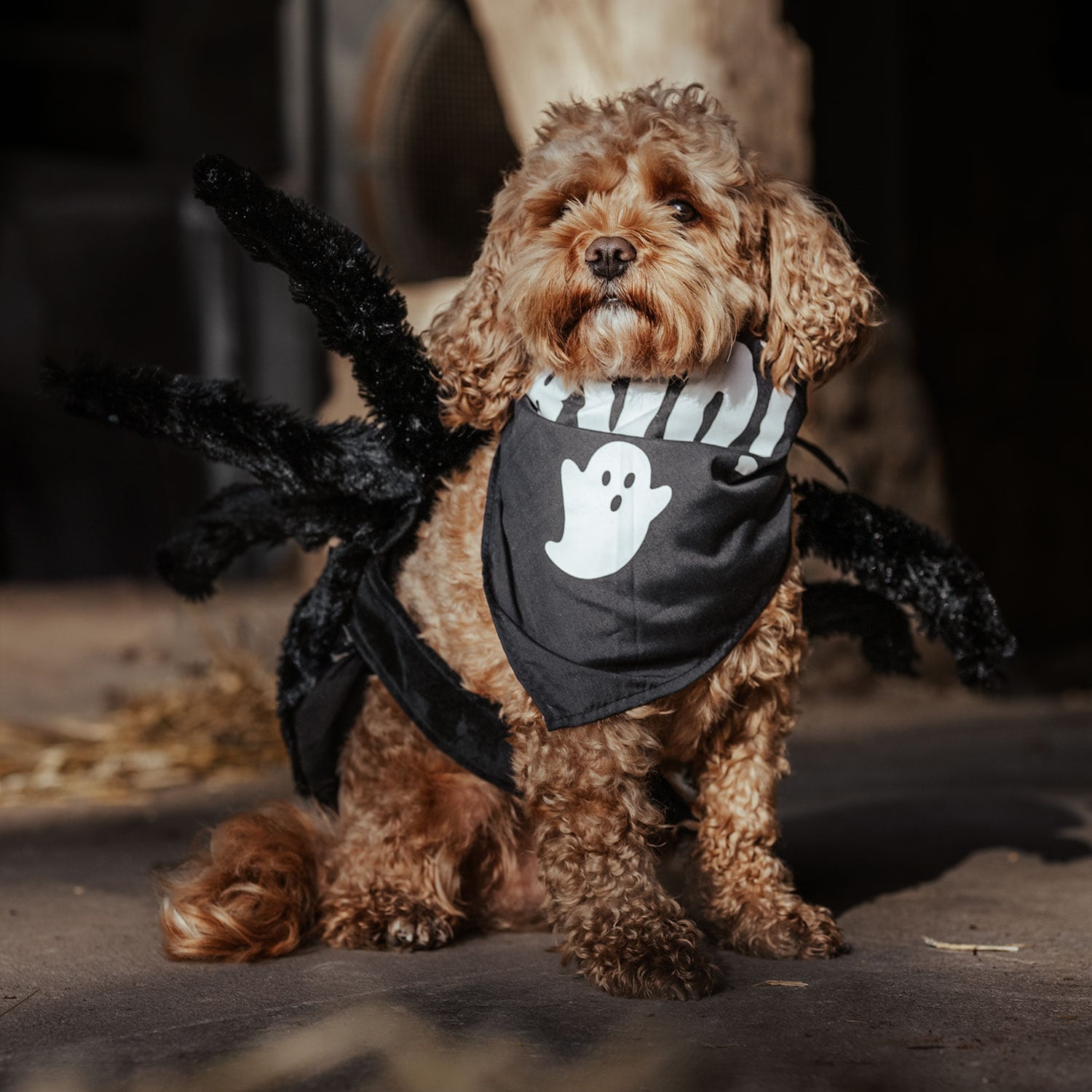Scarf Hund Halloween traxx®