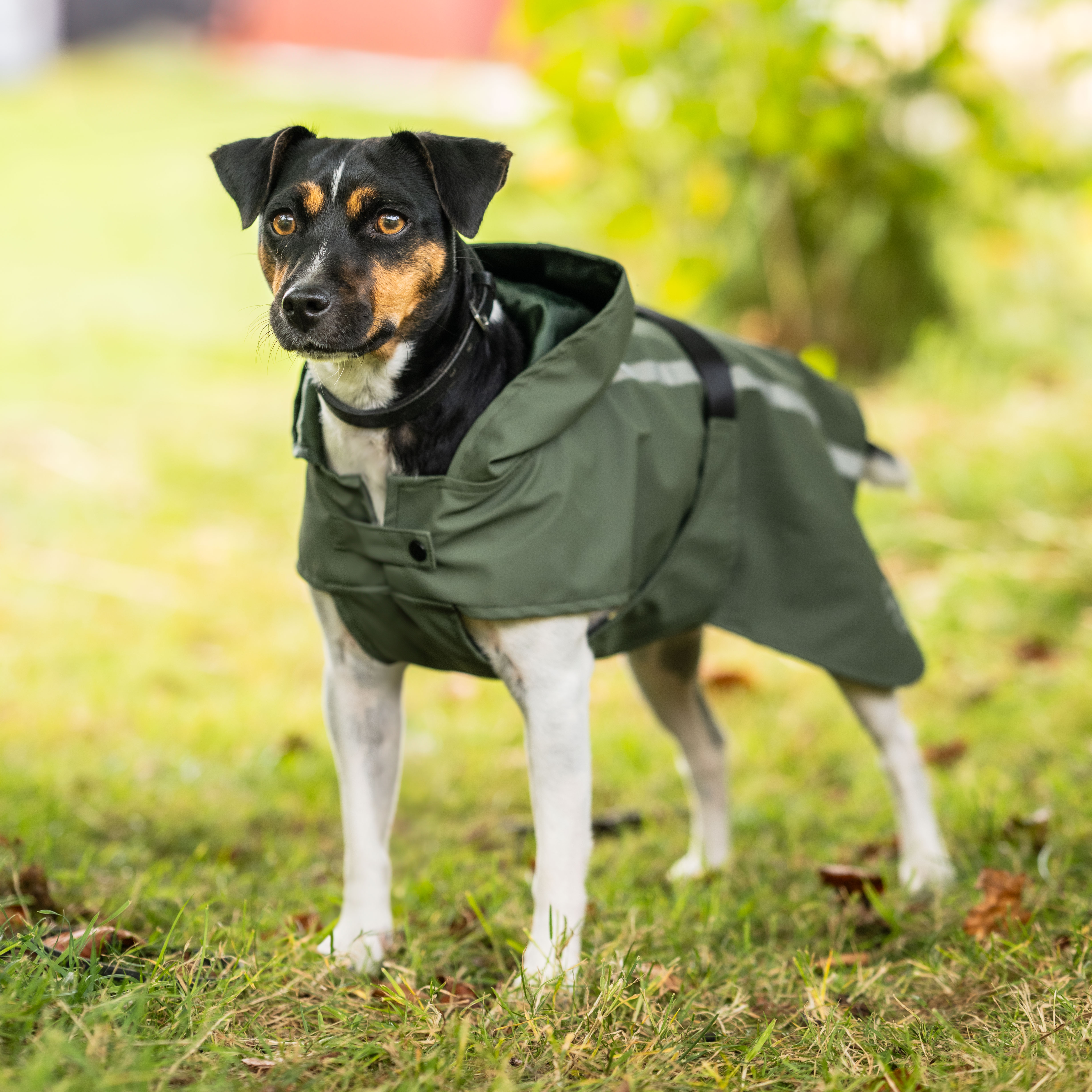 Regntäcke Hund Archy traxx®