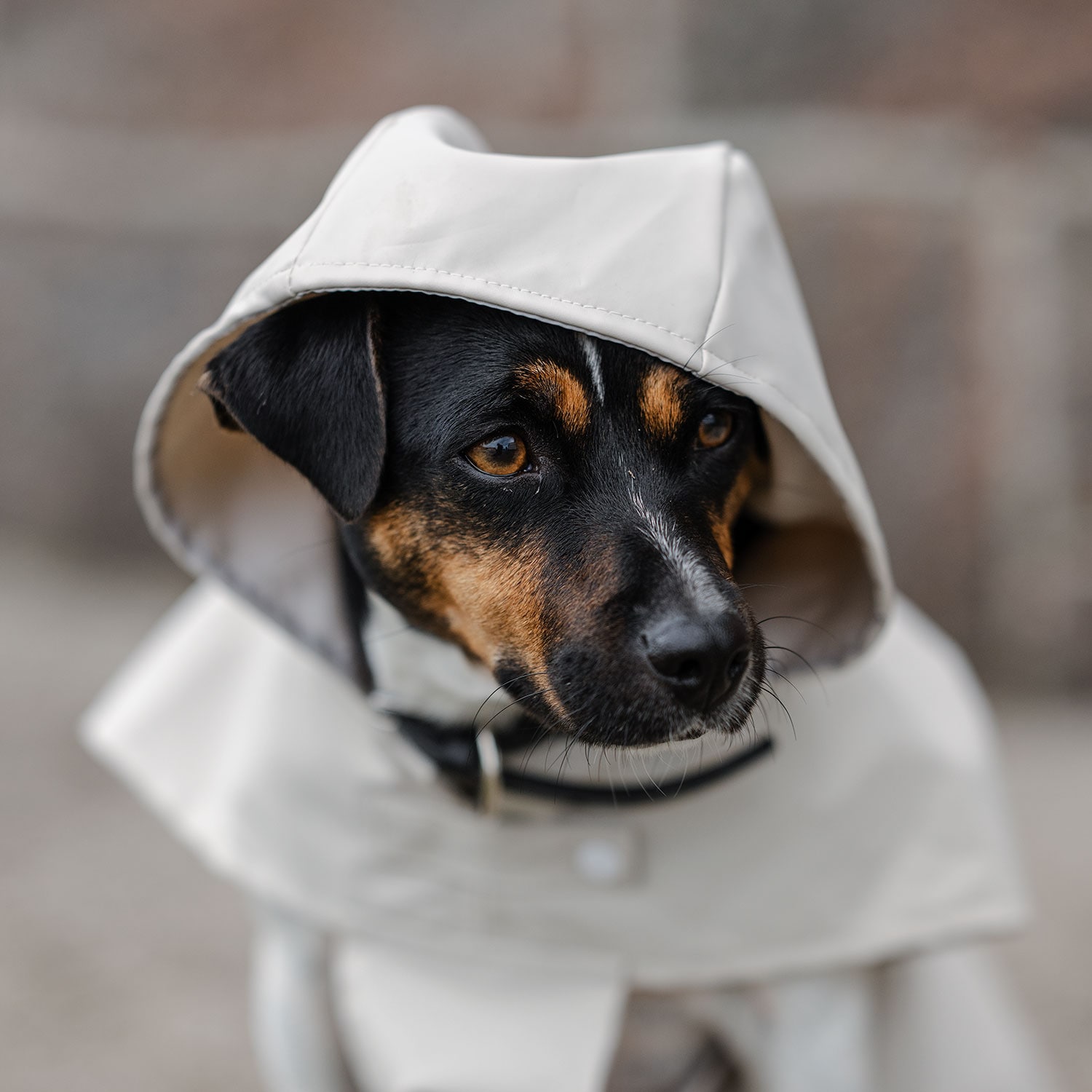 Regntäcke Hund Archy traxx®