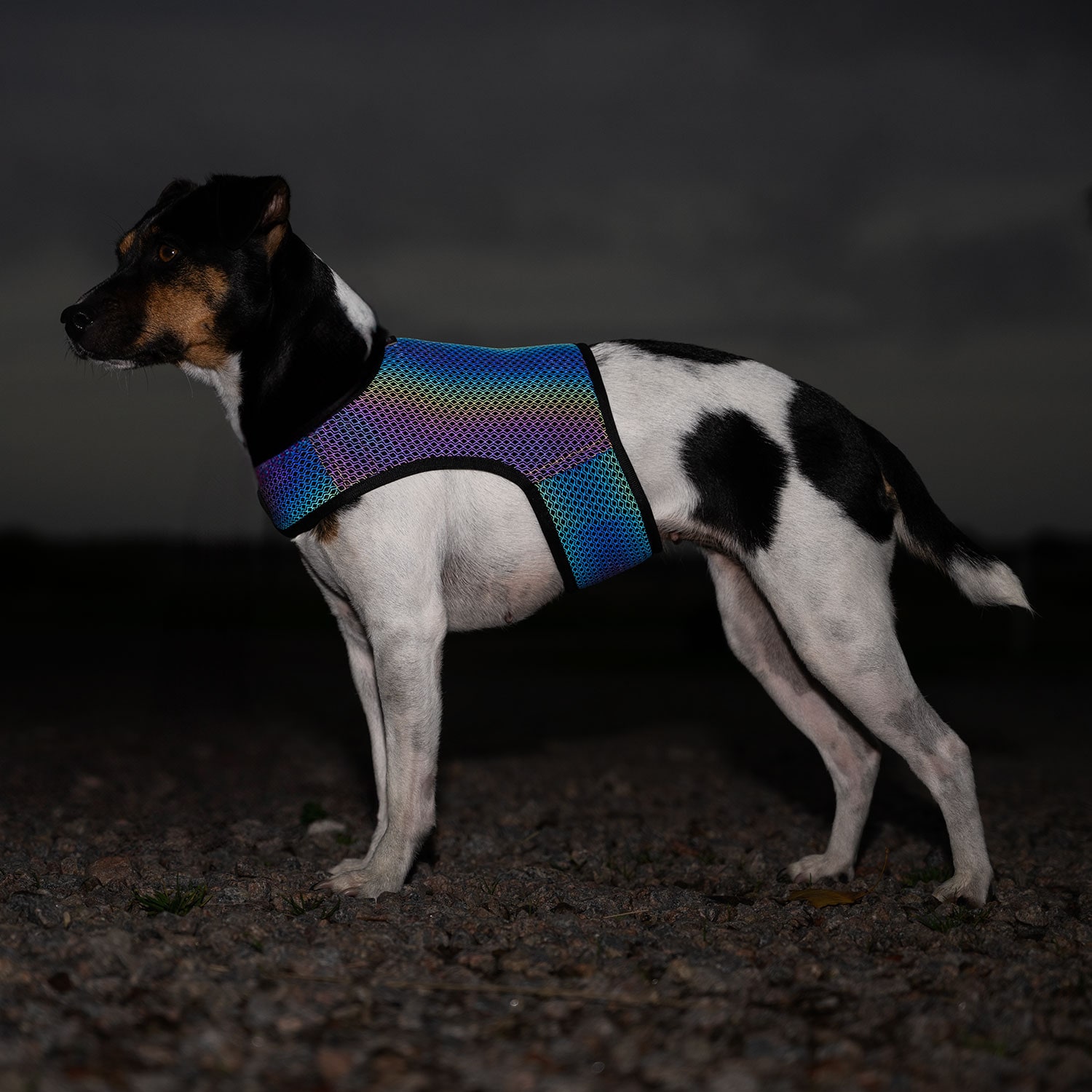 Reflexväst Hund Farid traxx®