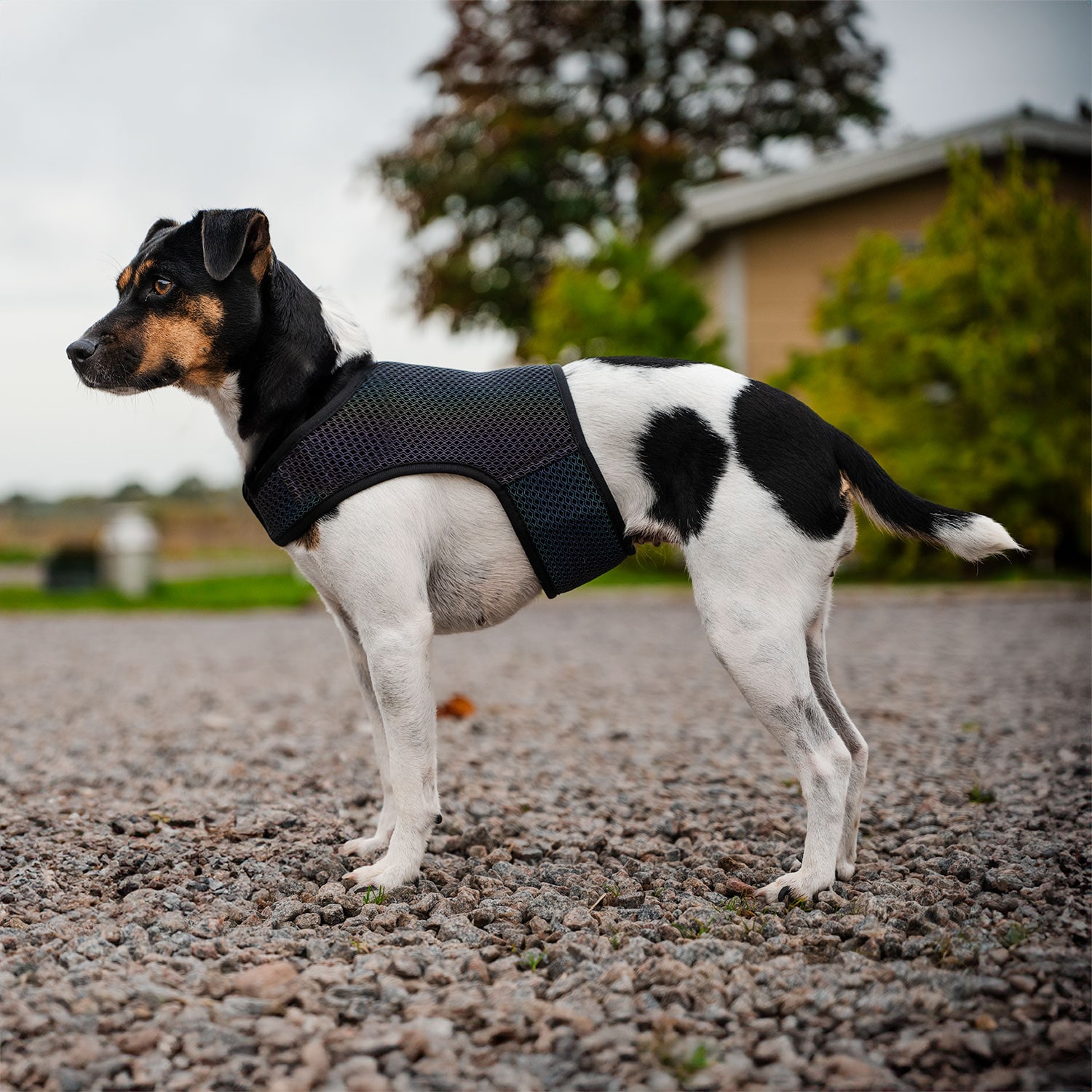 Reflexväst Hund Farid traxx®