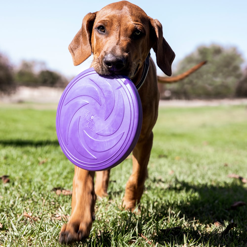 Hundleksak  Frisbee traxx®