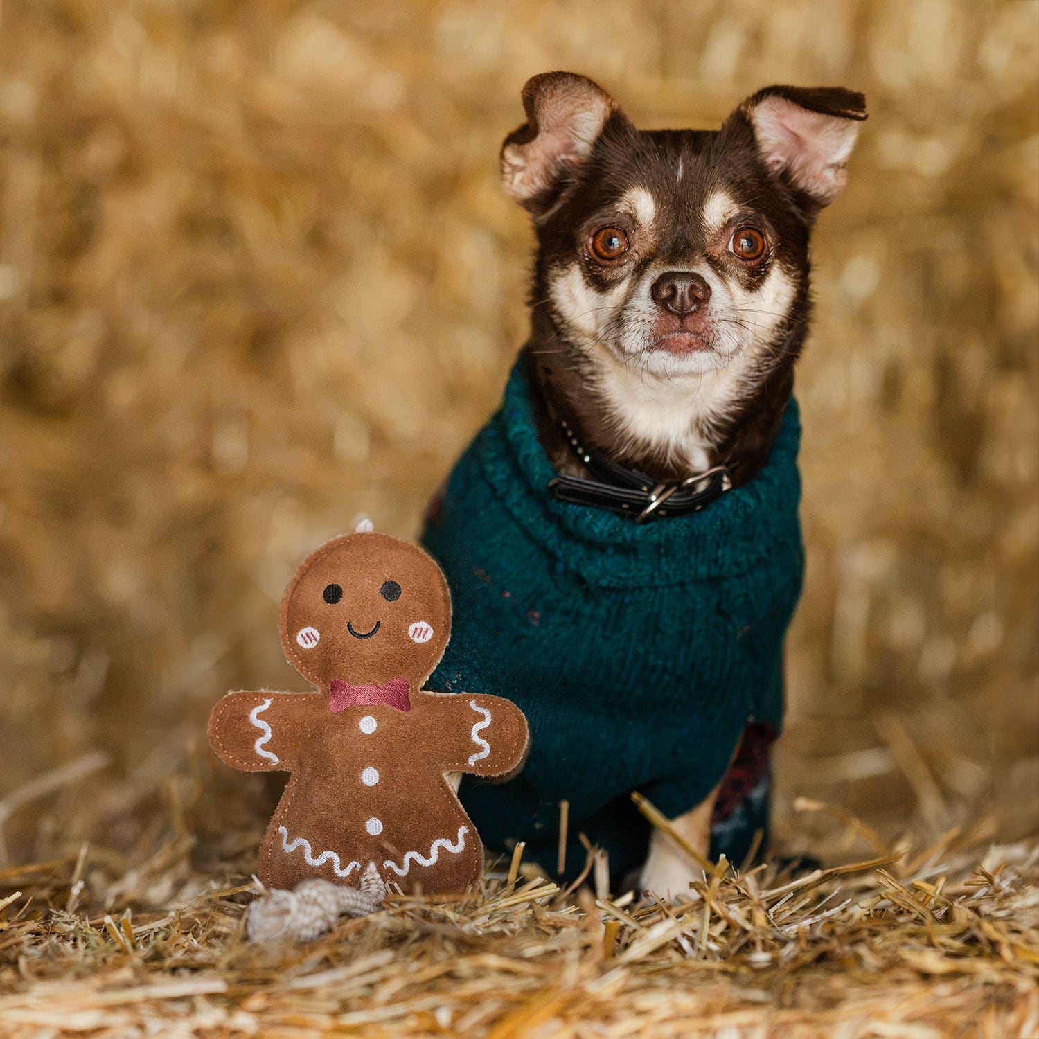 Hundleksak Gingerbread traxx®