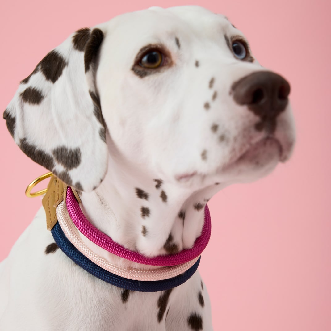 Halsband Hund April traxx®