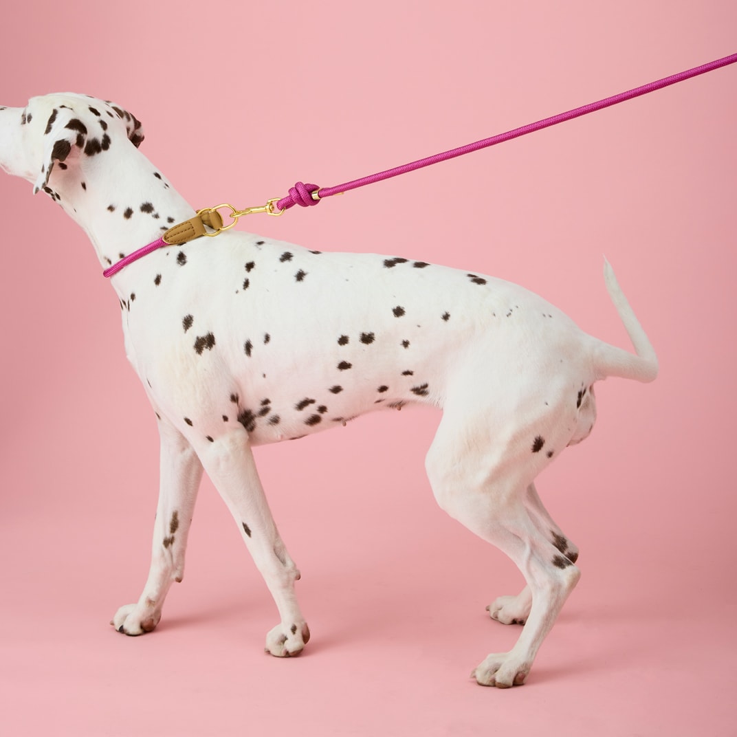 Halsband Hund April traxx®