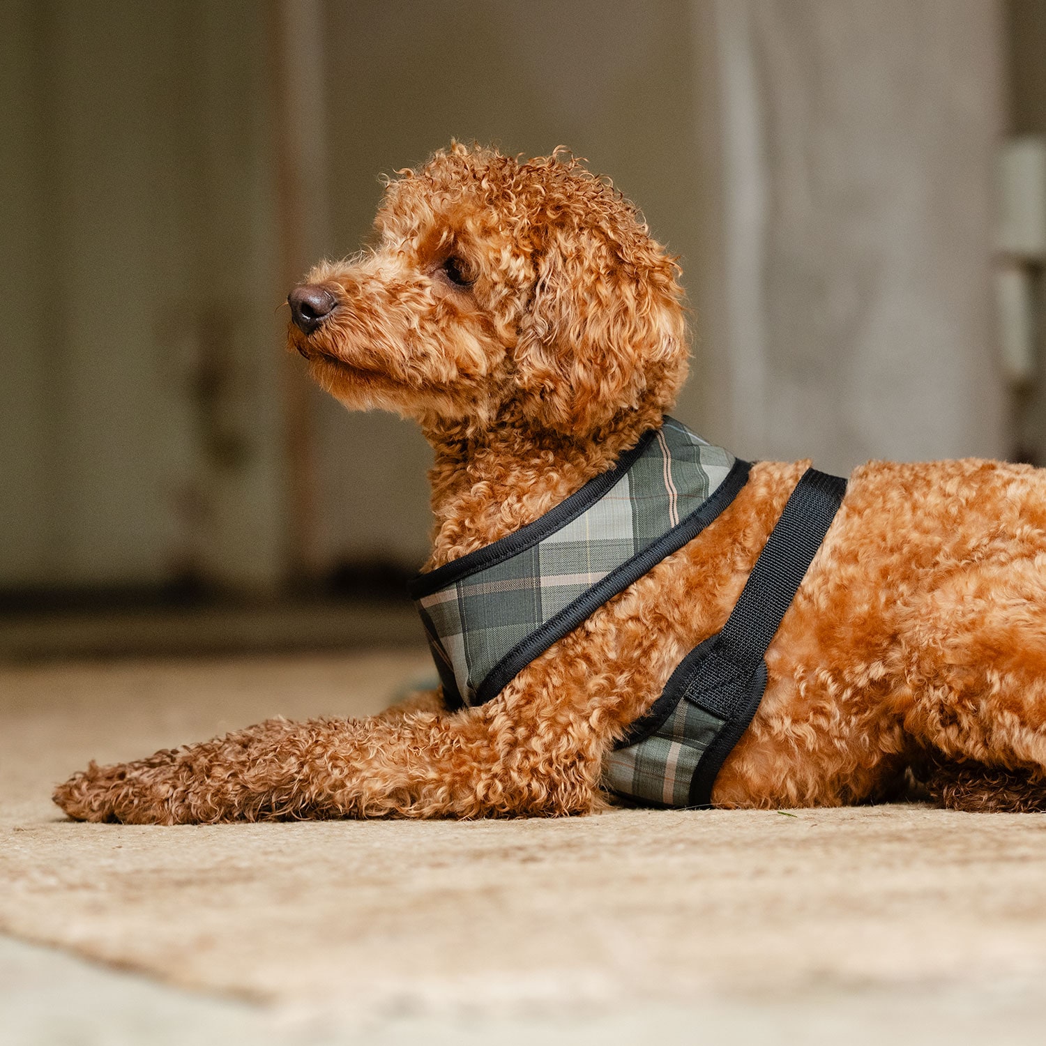 Hundsele Pardis traxx®