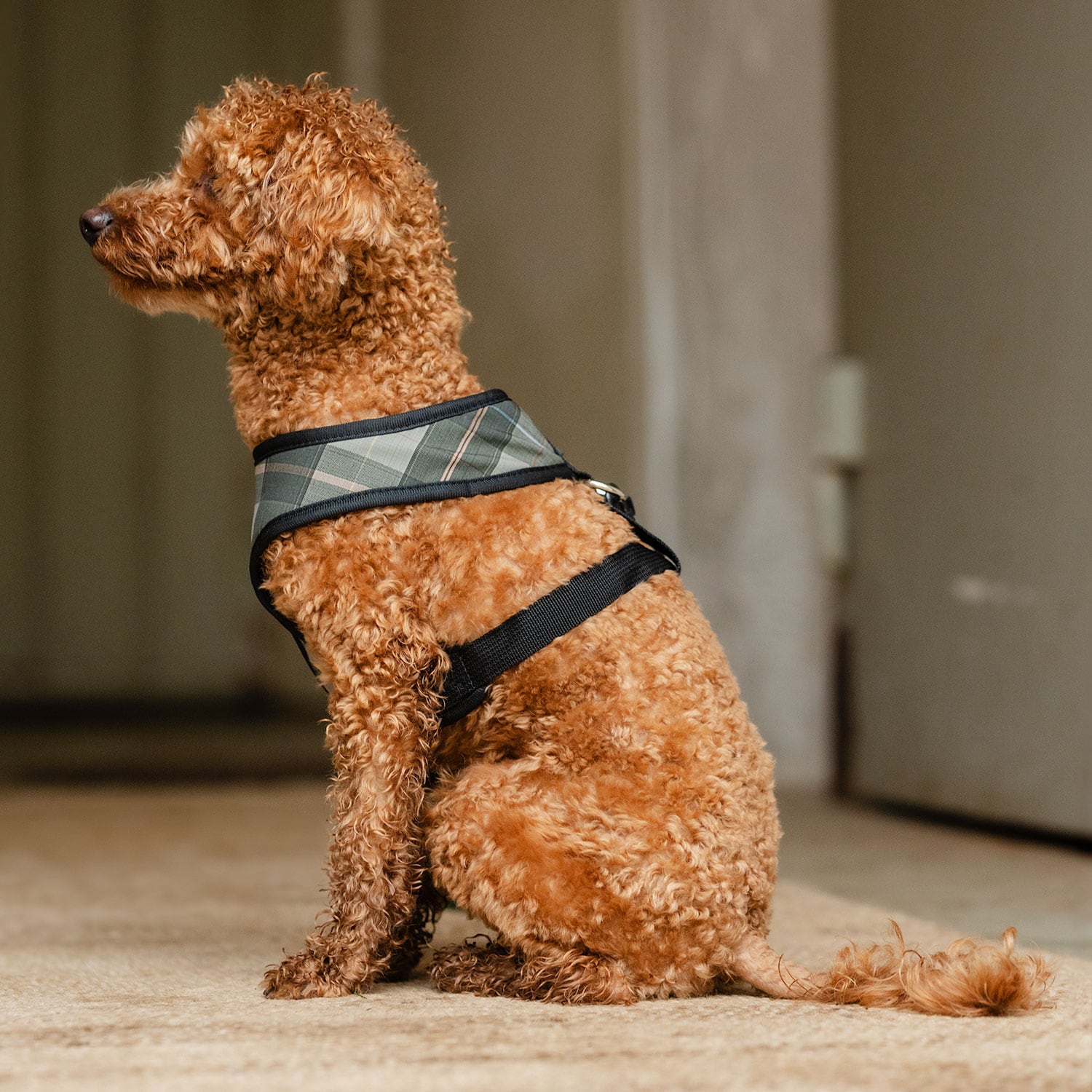 Hundsele Pardis traxx®