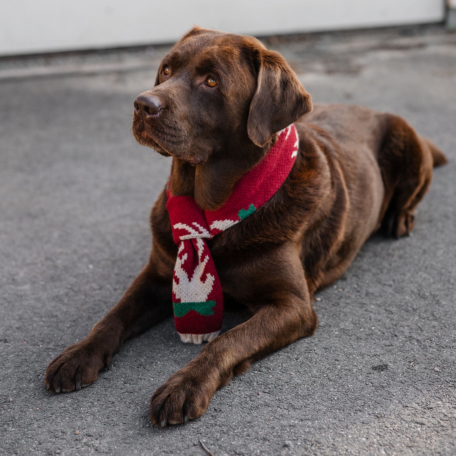 Halsduk Hund Christmas traxx®