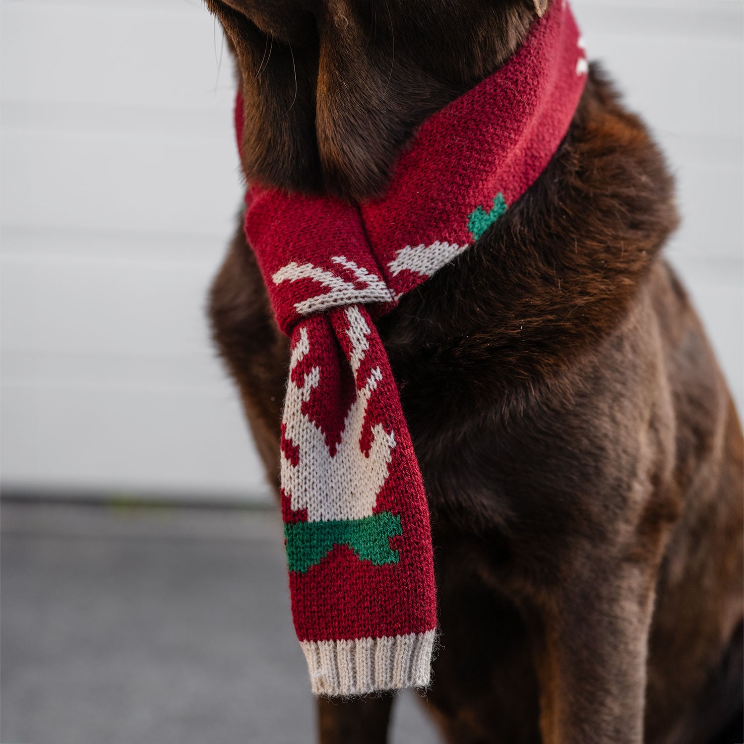 Halsduk Hund Christmas traxx®