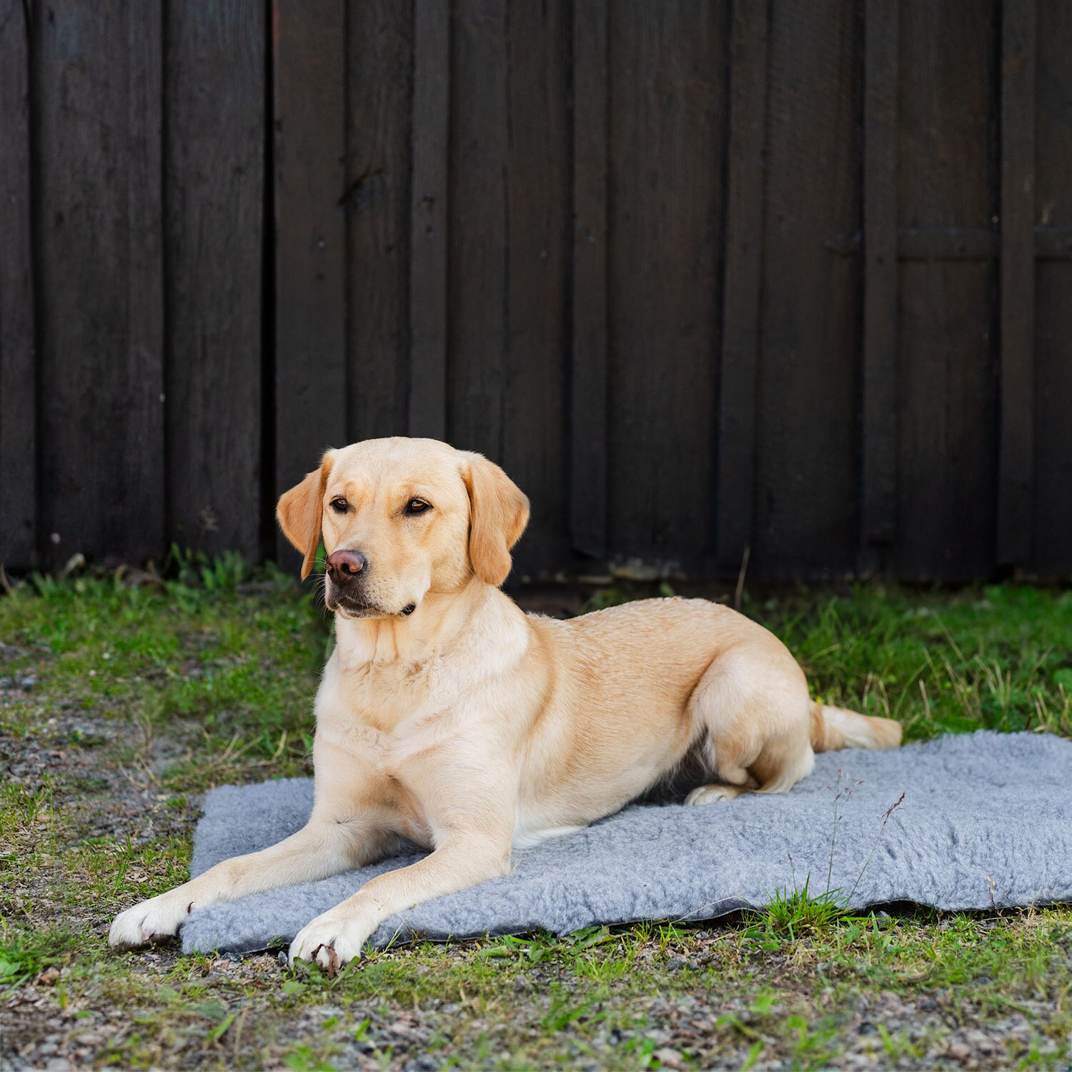 Hundfilt   traxx®