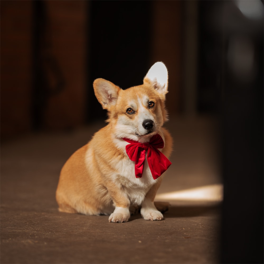 Hundfluga  Holly traxx®