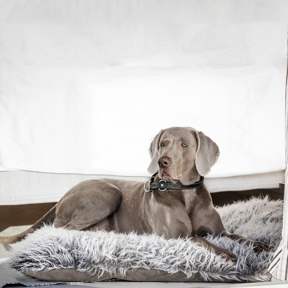 Hundmadrass  Certosa JH Collection®