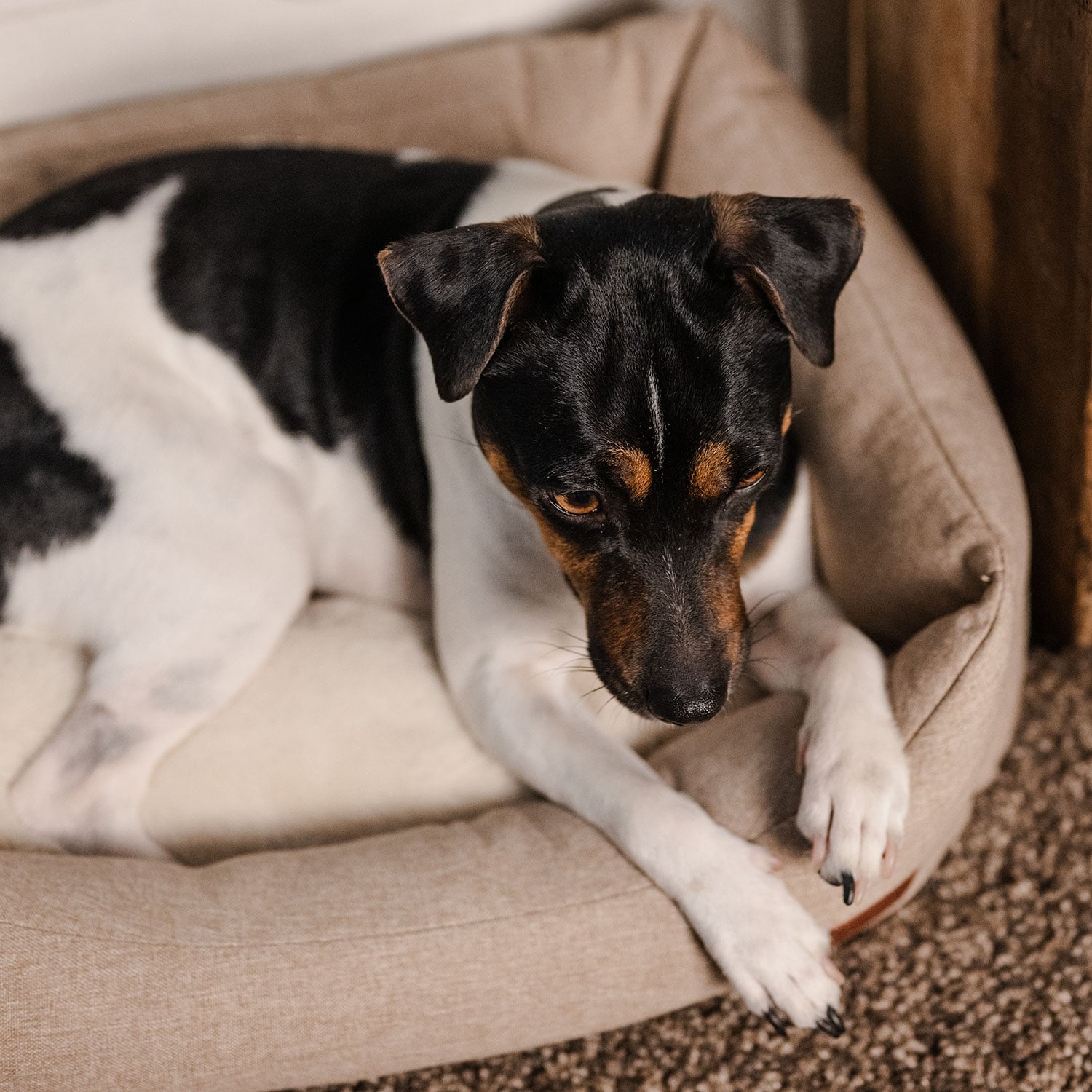 Hundbädd Ezana traxx®