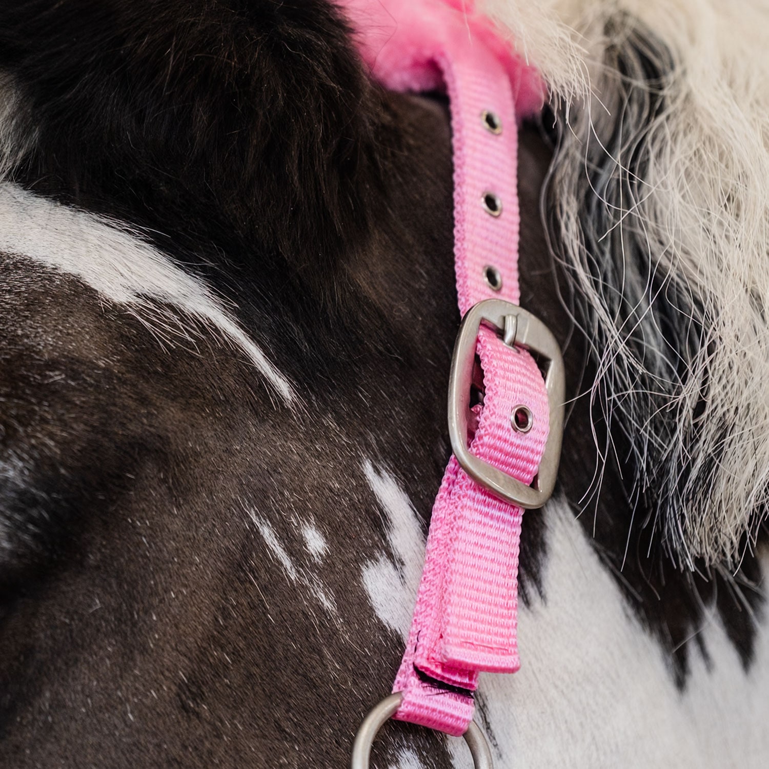 Grimma Robin Fairfield®