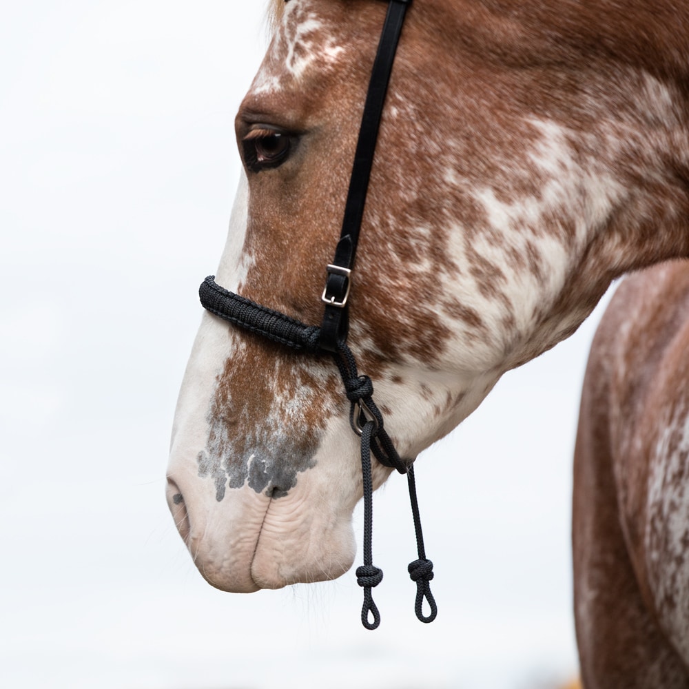 Hackamore  Rep Fairfield®