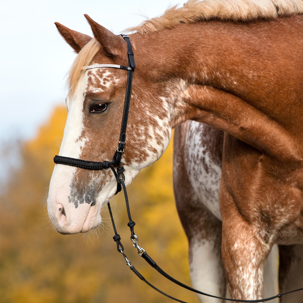 Hackamore  Rep Fairfield®