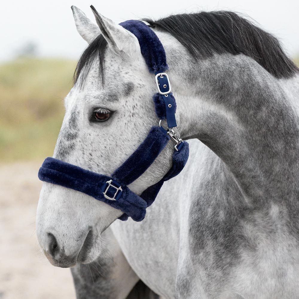 Grimma  Corrado Fairfield®
