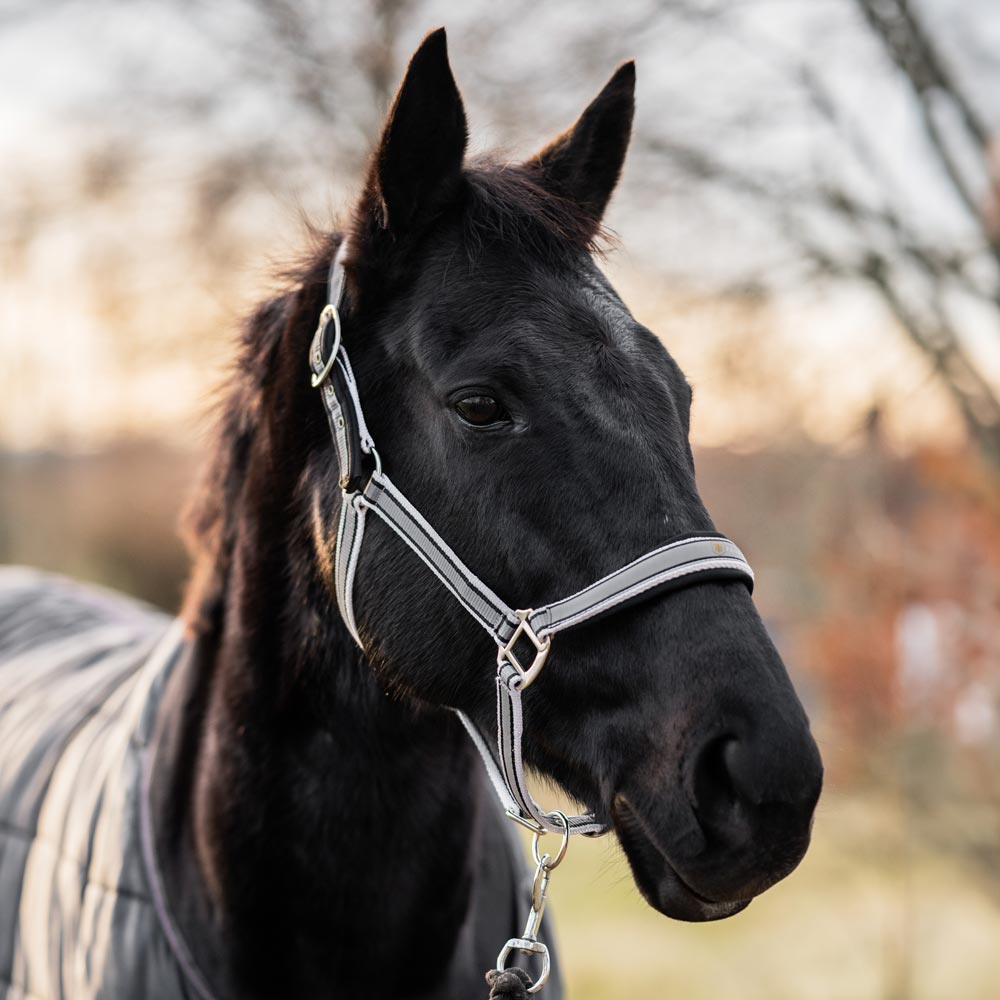 Grimma Acme Fairfield®