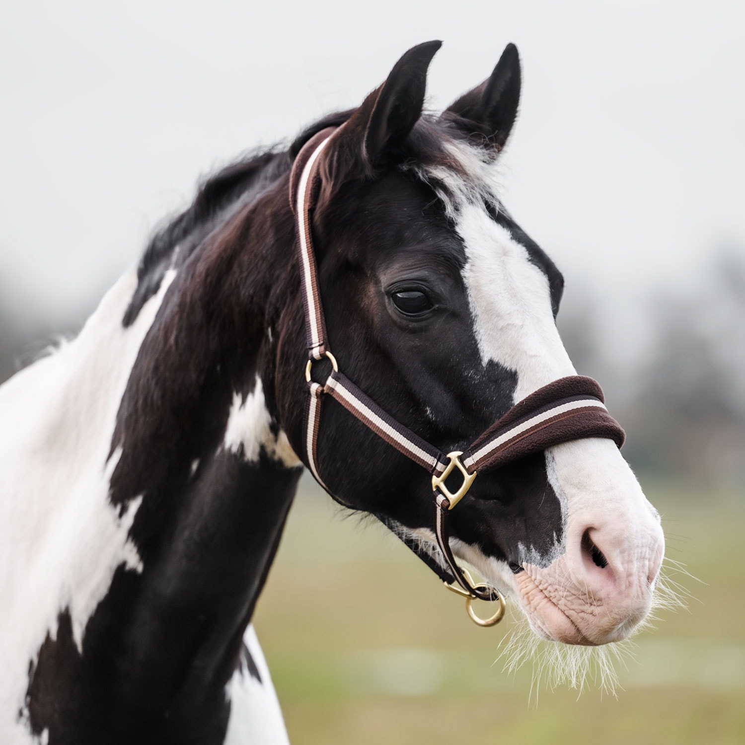 Grimma Loretin Fairfield®